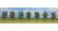 noch 25088 arbres feuillus